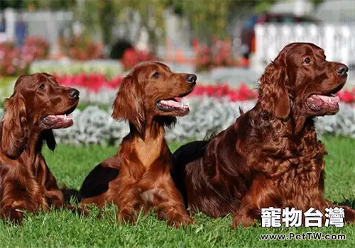 愛爾蘭雪達犬的品種簡介(1圖)-寵物台灣