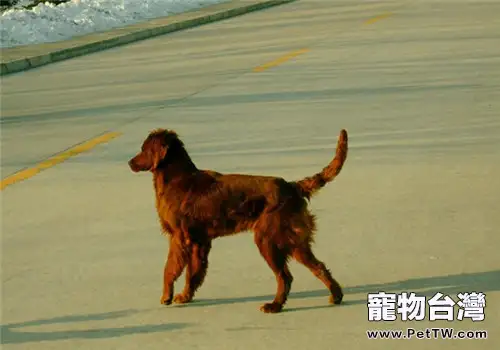 愛爾蘭雪達犬的形態特徵(1圖)-寵物台灣