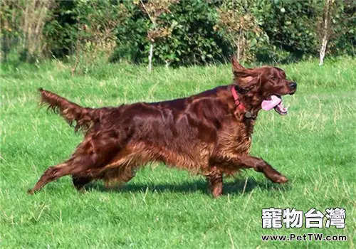 愛爾蘭雪達犬的養護知識