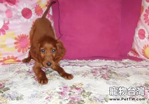 愛爾蘭雪達犬的餵食要點(1圖)-寵物台灣