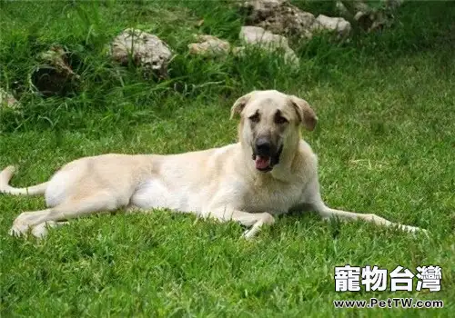 安娜圖牧羊犬的形態特徵(1圖)-寵物台灣