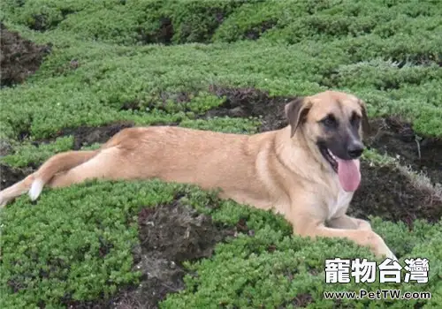 安娜圖牧羊犬的性格特點