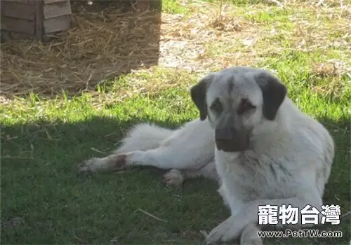 安娜圖牧羊犬的養護知識(1圖)-寵物台灣