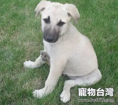 安娜圖牧羊犬的餵養要點