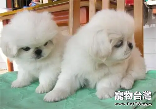 獅子狗(京叭犬)的品種簡介(1圖)-寵物台灣