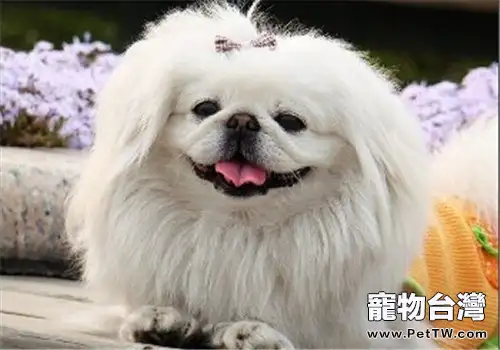 獅子狗（京叭犬）的形態特徵