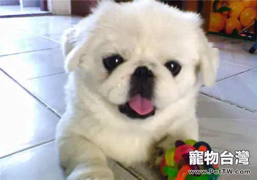 獅子狗(京叭犬)的性格特點(1圖)-寵物台灣