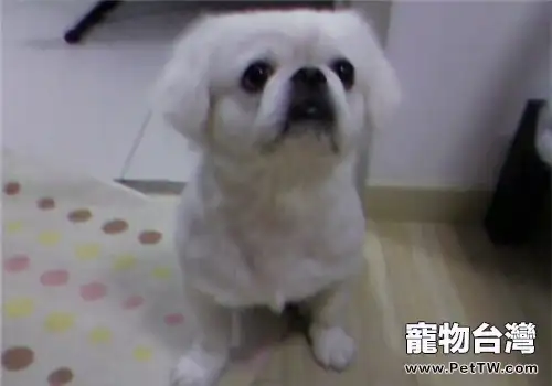 獅子狗(京叭犬)的養護知識(1圖)-寵物台灣