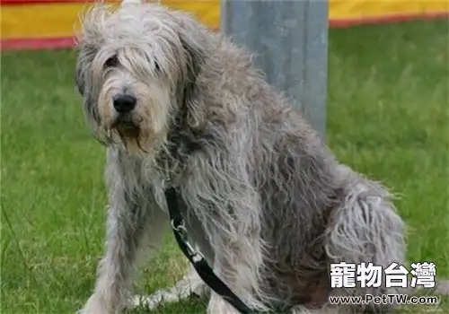 奧達獵犬的餵食要點