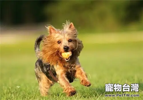 澳大利亞梗的形態特徵(1圖)-寵物台灣