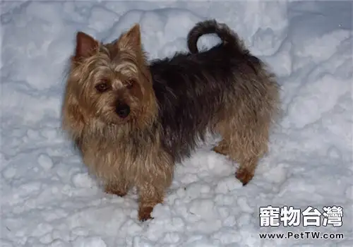澳大利亞梗的性格特點(1圖)-寵物台灣