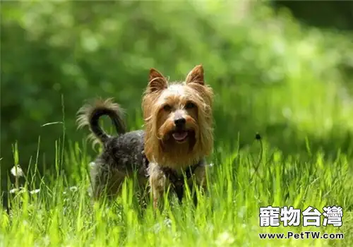 澳大利亞梗的養護知識(1圖)-寵物台灣