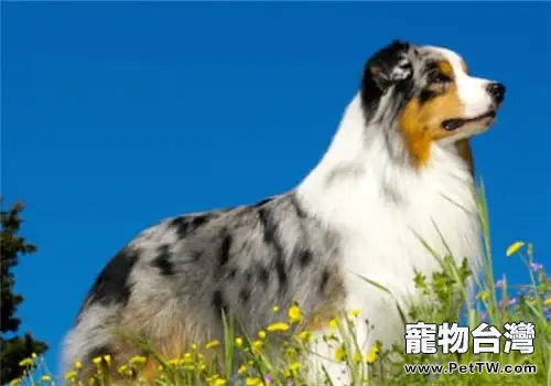 澳大利亞牧羊犬的品種簡介(1圖)-寵物台灣