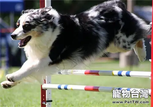 澳大利亞牧羊犬的形態特徵(1圖)-寵物台灣