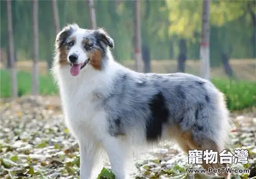 澳大利亞牧羊犬的性格特點