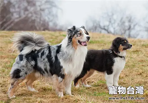 澳大利亞牧羊犬的養護知識(1圖)-寵物台灣