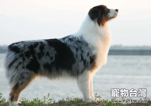 澳大利亞牧羊犬的餵食要點(1圖)-寵物台灣