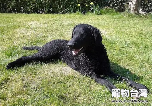 卷毛尋回獵犬的品種簡介