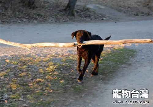 卷毛尋回獵犬的形態特徵