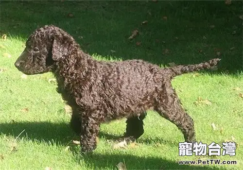 卷毛尋回獵犬的性格特點(1圖)-寵物台灣