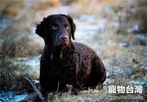 卷毛尋回獵犬的養護知識