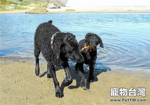 卷毛尋回獵犬的餵食要點(1圖)-寵物台灣