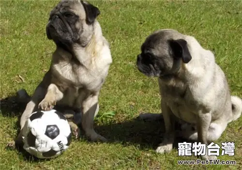 巴哥犬的品種簡介(1圖)-寵物台灣