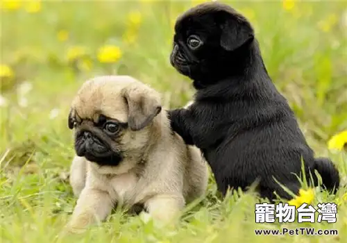 巴哥犬的形態特徵(1圖)-寵物台灣