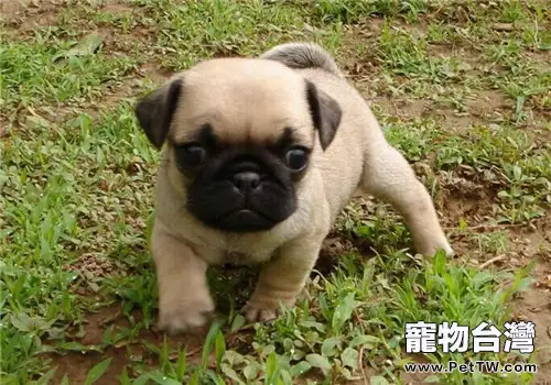 巴哥犬的養護知識(1圖)-寵物台灣