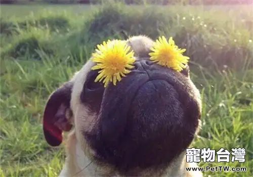 巴哥犬的餵食要點