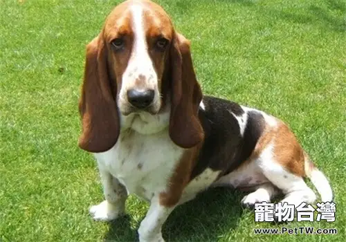 巴吉度獵犬的品種簡介