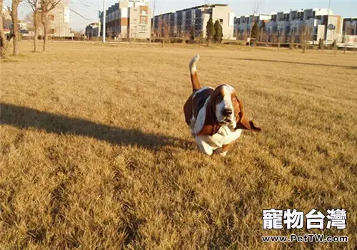 巴吉度獵犬的形態特徵