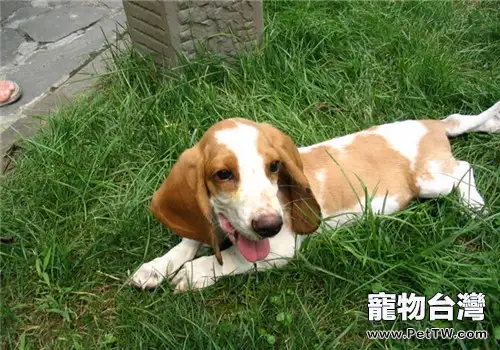 巴吉度獵犬的性格特點