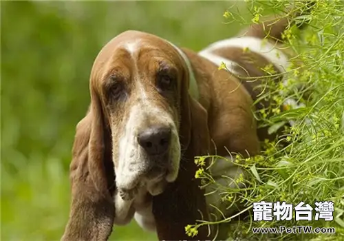 巴吉度獵犬的餵食要點(1圖)-寵物台灣