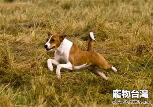 貝生吉犬的品種簡介