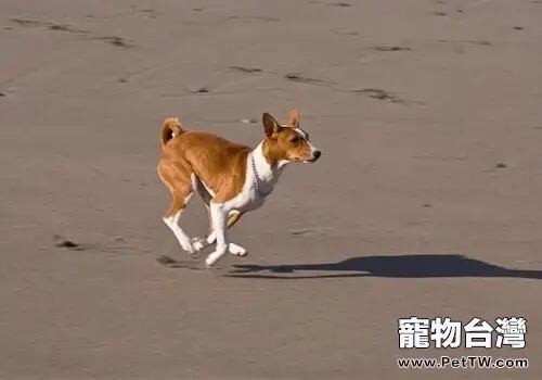 貝生吉犬的形態特徵（1圖）-寵物台灣