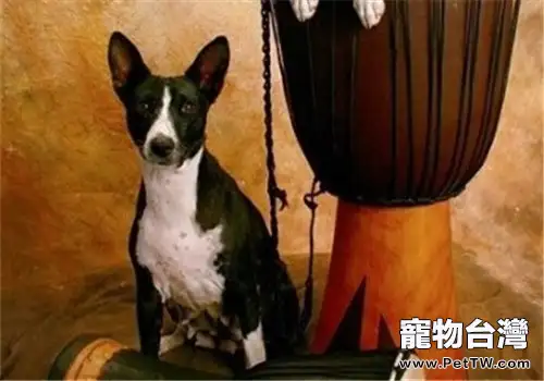 貝生吉犬的性格特點（1圖）-寵物台灣