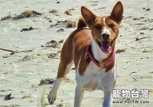 貝生吉犬的養護知識(1圖)-寵物台灣