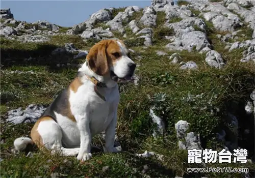 小獵犬的形態特徵(1圖)-寵物台灣