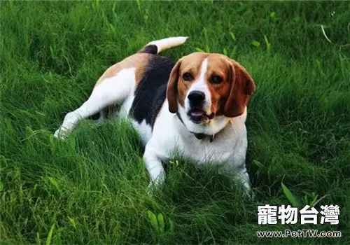 小獵犬的性格特點