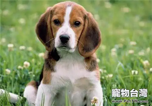 小獵犬的養護知識(1圖)-寵物台灣