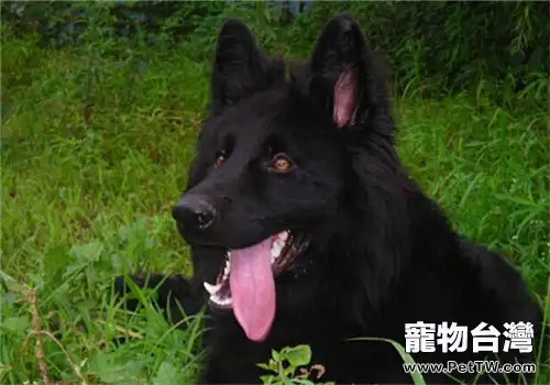 比利時格羅安達牧羊犬的品種簡介