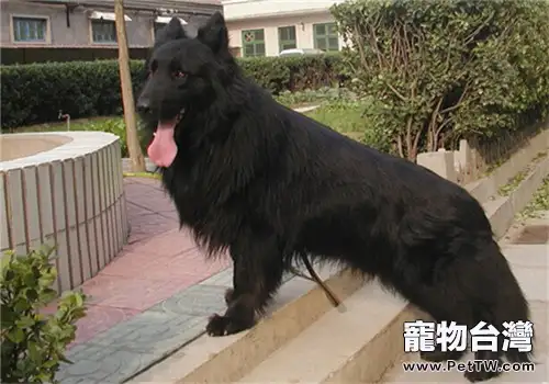 比利時格羅安達牧羊犬的形態特徵