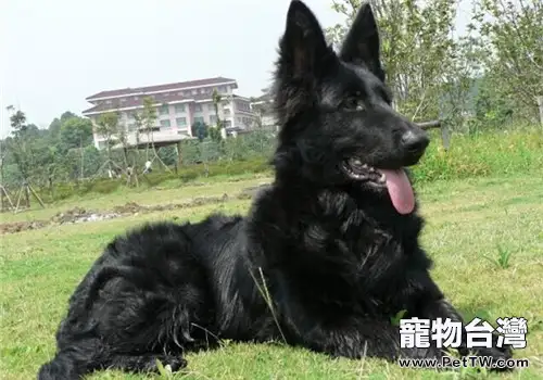 比利時格羅安達牧羊犬的性格特點(1圖)-寵物台灣