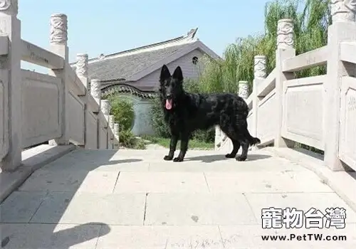 比利時格羅安達牧羊犬的養護知識
