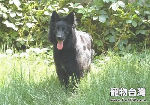 比利時格羅安達牧羊犬的餵食要點