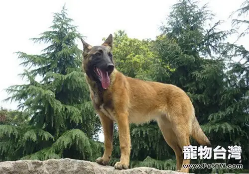 比利時瑪連萊犬（比利時牧羊犬）的養護知識