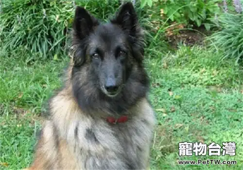 比利時坦比連犬的品種簡介(1圖)-寵物台灣