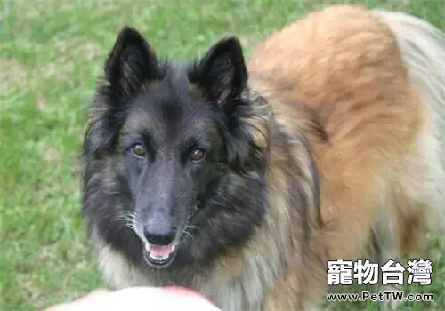 比利時坦比連犬的性格特點(1圖)-寵物台灣