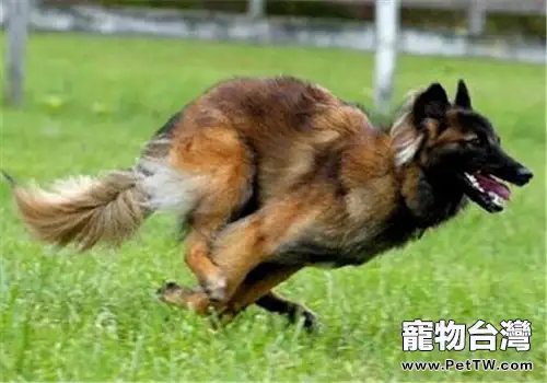 比利時坦比連犬的養護知識(1圖)-寵物台灣
